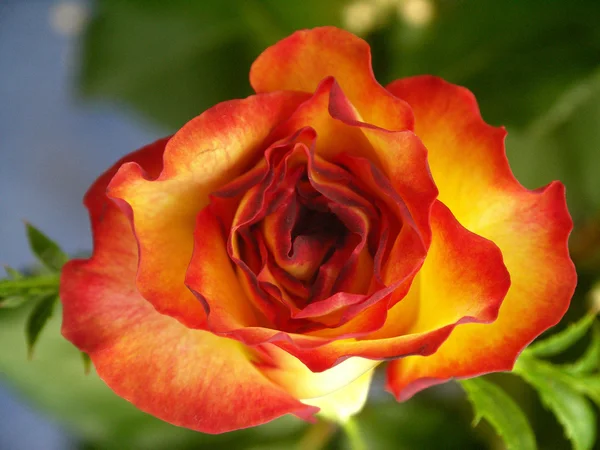 Роза с обрезанной дорожкой — стоковое фото