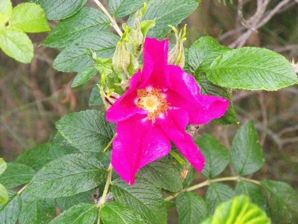 Rosa enrugada — Fotografia de Stock