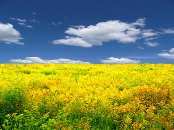 Желтый луговой пейзаж — стоковое фото