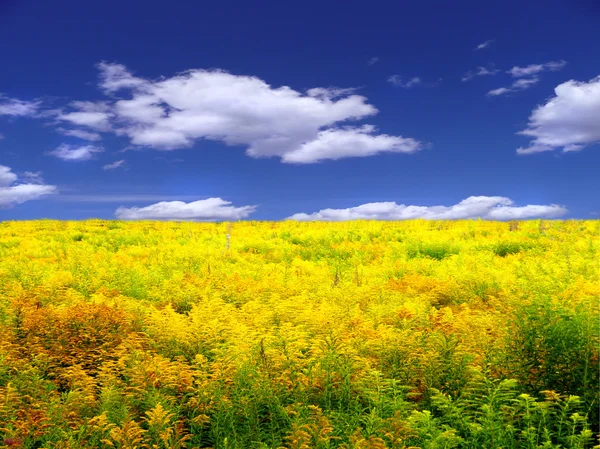 Sarı çayır — Stok fotoğraf
