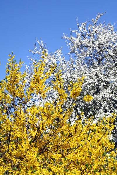 stock image Blossoming garden trees