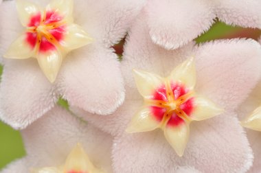 Hoya Flowers clipart