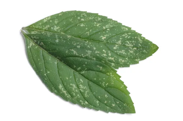 Peppermint — Stock Photo, Image