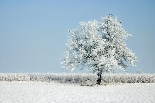 Зимнее дерево — стоковое фото