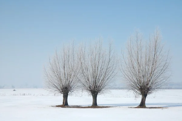 Winter Trees Royalty Free Stock Images