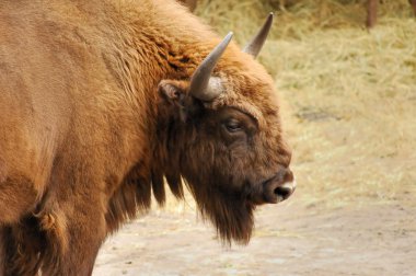 Bison clipart