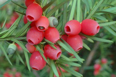 Yew-tree berries clipart