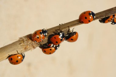 Ladybirds