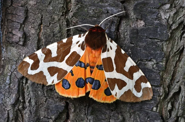 Tiger Moth — Stockfoto