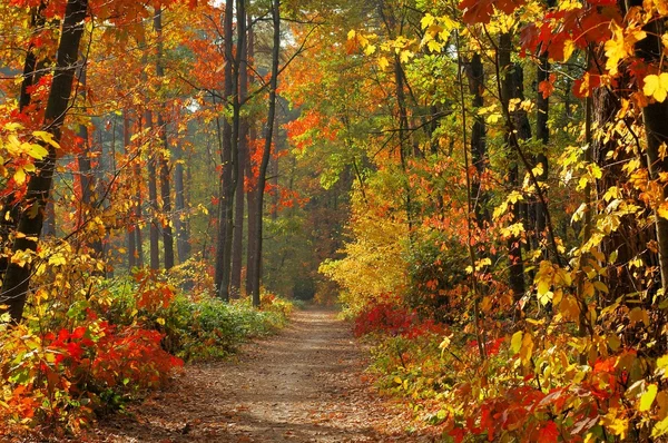 Kleuren van de herfst — Stockfoto