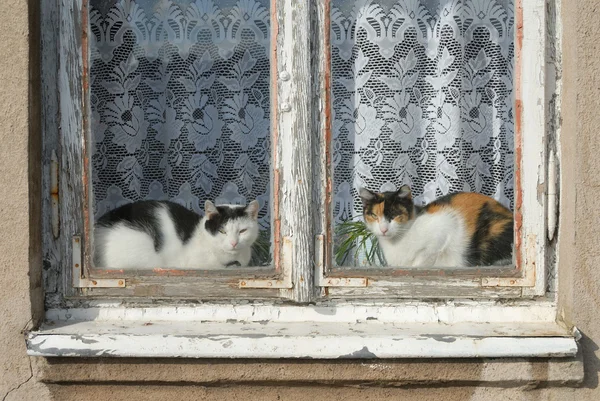 Коты В Деревне Фото