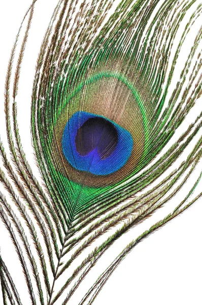 stock image Peacock feather