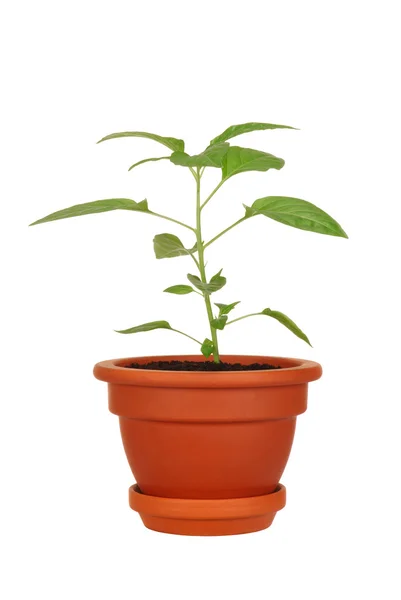 Young Plant — Stock Photo, Image