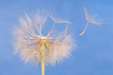 Dandelion clipart