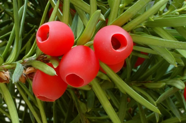 Тисовые ягоды — стоковое фото