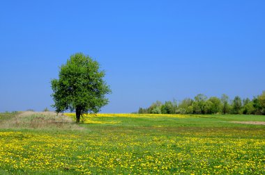 Yaz manzarası