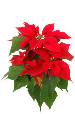 Poinsettia clipart