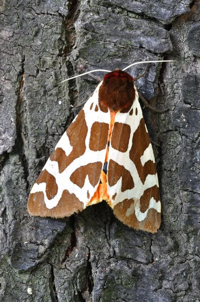 Tiger Moth — Stock Photo, Image