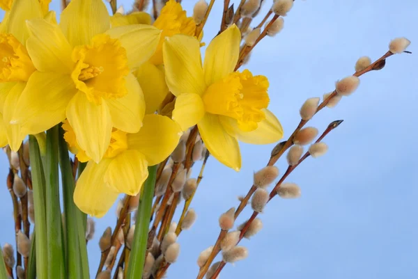 Daffodils em Azul — Fotografia de Stock
