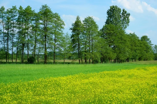 Spring Landscape — Stock Photo, Image
