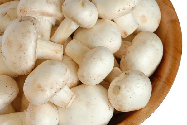 stock image Mushrooms