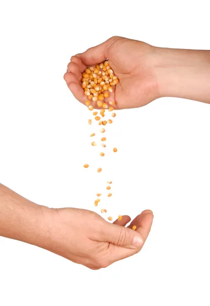 Ręce z kukurydzy — Zdjęcie stockowe