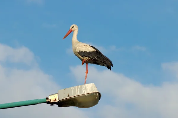 Stock image White Stork