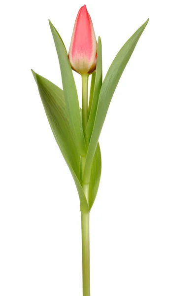 Tulipán — Stock Fotó