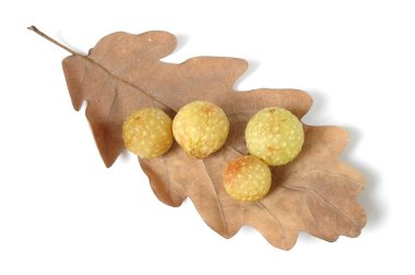 Cherry Galls clipart