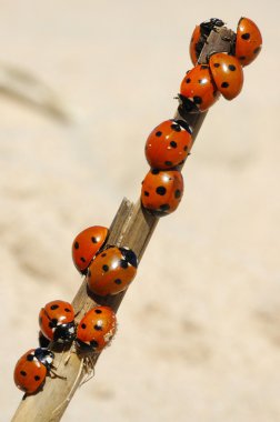 Ladybirds