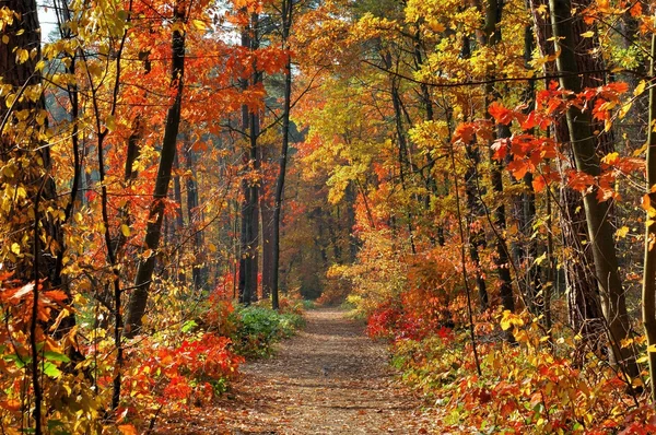 Colores del otoño Fotos de stock
