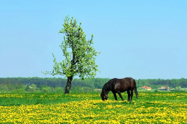 Spring Landscape — Stock Photo, Image