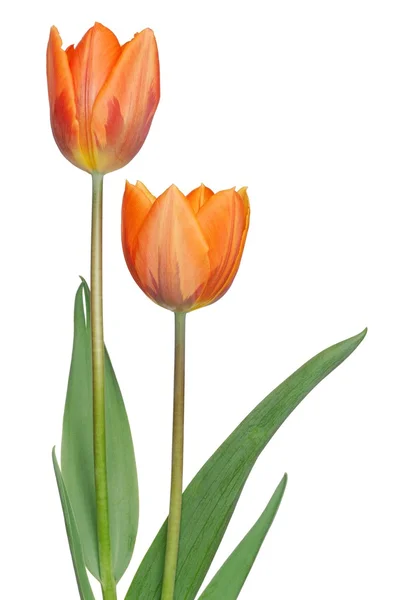 Tulipani isolati — Foto Stock