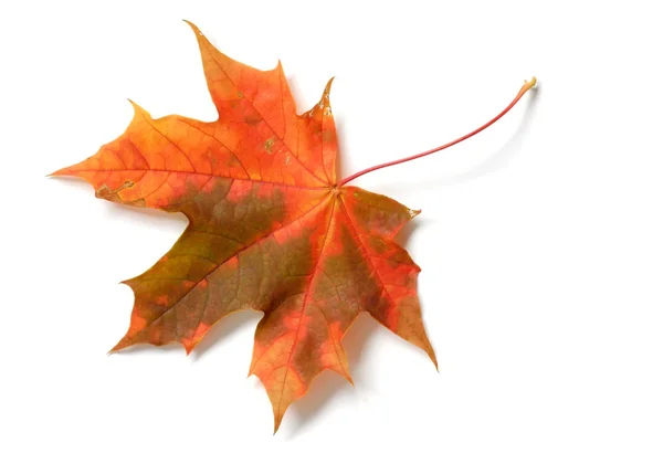 Brown Leaf — Stock Photo, Image