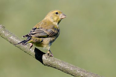 avrupa greenfinch