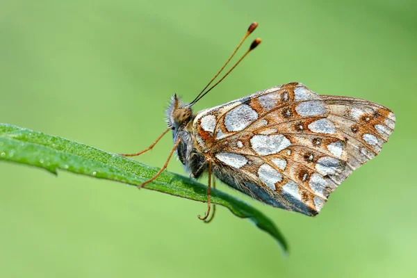 stock image Butterfly.