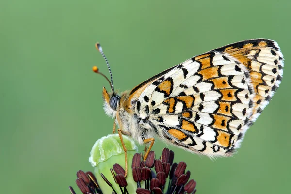 stock image Butterfly.