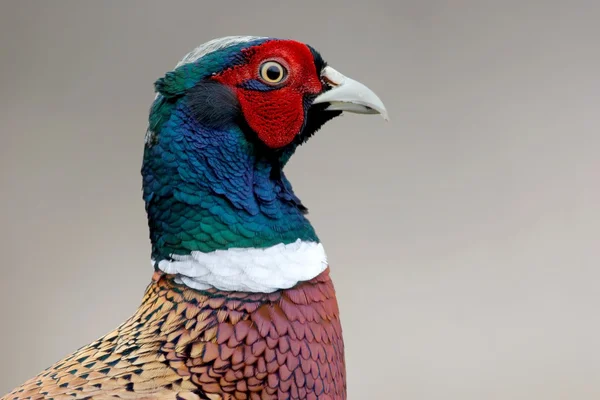 Common Pheasant — Stock Photo, Image