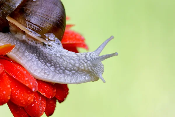 Snail. — Stock Photo, Image