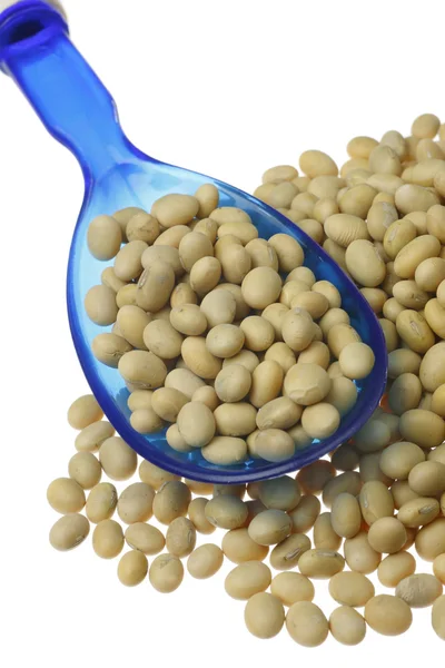 Soybean. — Stock Photo, Image
