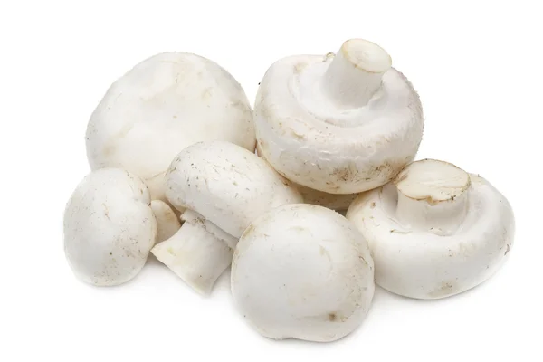 stock image Mushrooms