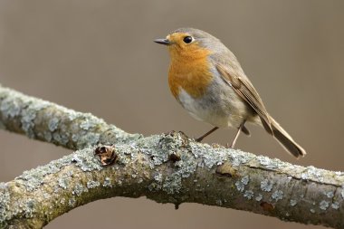 Robin