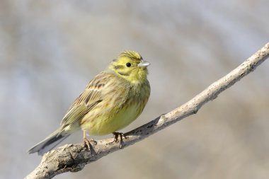 Yellowhammer.