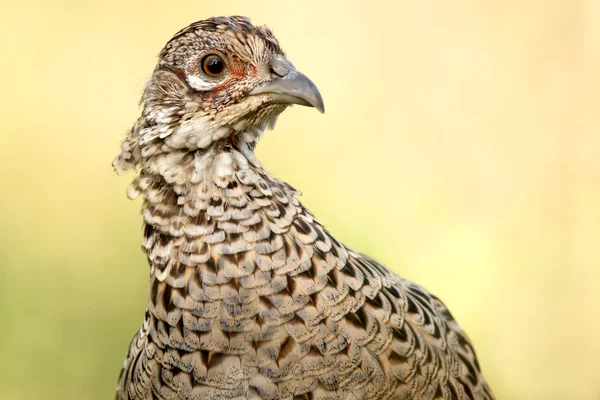 Common Pheasant — Stock Photo, Image