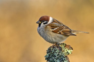Sparrow clipart