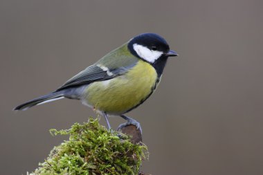 Great Tit clipart