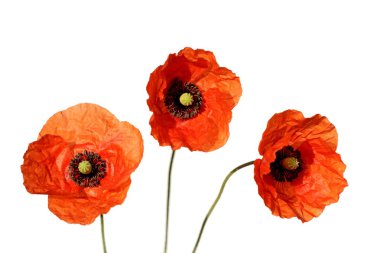 Poppy flower clipart