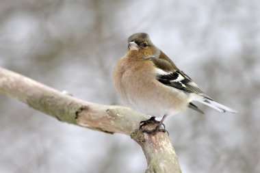 Finches Chaffinch clipart