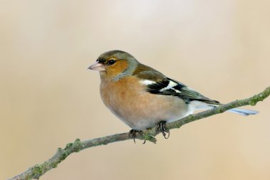 Finches Chaffinch clipart