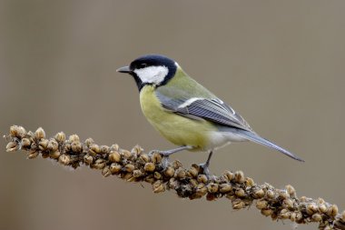 Great Tit clipart